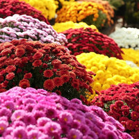Traditionssorte Chrysantheme mehrjährig Blumensamen zur Aussaat sonnenliebend Traditionssorte & ohne Gentechnik Samen Hausgarten