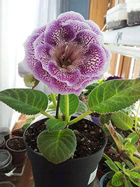 Gloxinie mehrfarbige Sinningia Blumensamen