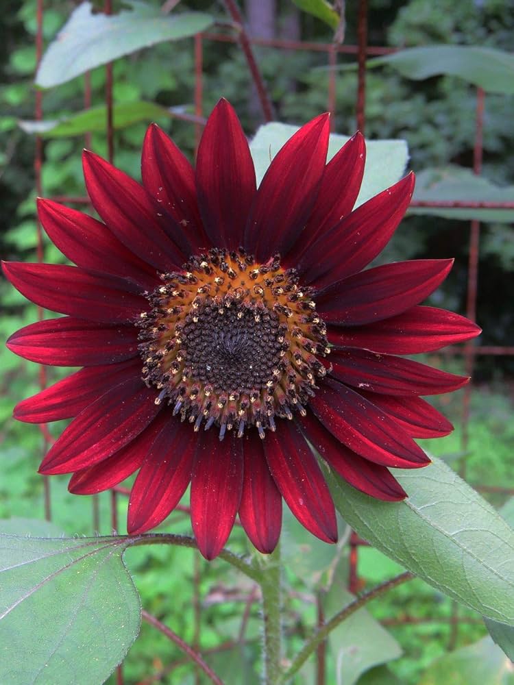 Sonnenblume Velvet Queen Helianthus annuus Samen zur Aussaat Bestäuber Garten