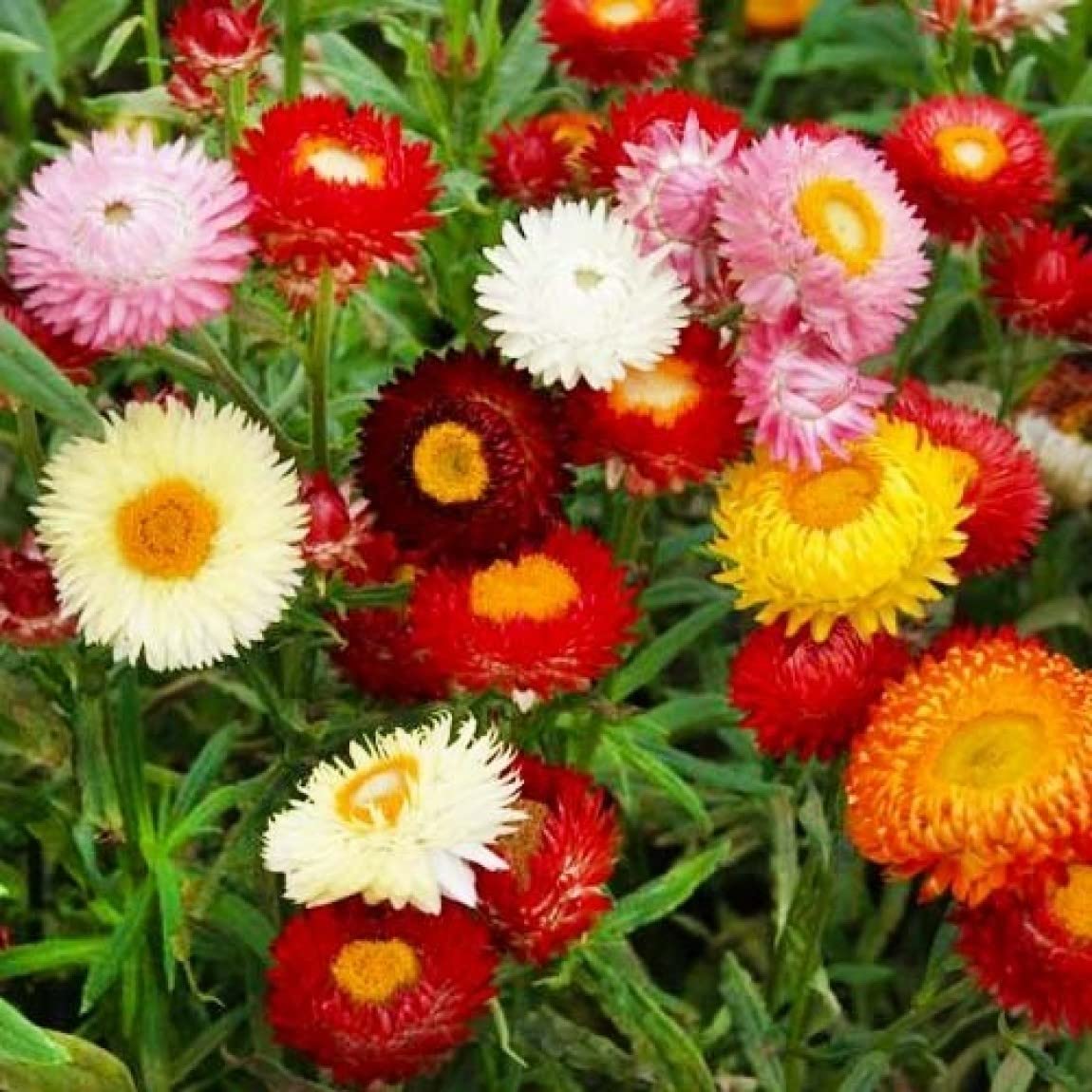 Mix helianthemum blume samen for anpflanzung - cut blume favorite, heirloom & gmo free samen for home garten
 
 sale samen for anpflanzung in home garten