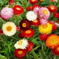 Mix helianthemum blume samen for anpflanzung - cut blume favorite, heirloom & gmo free samen for home garten
 
 sale samen for anpflanzung in home garten