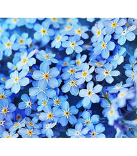 Blau Petromarula Pinnata Blumensamen zur Aussaat – Wildblume Mischung – Traditionssorte & ohne Gentechnik Samen Hausgarten