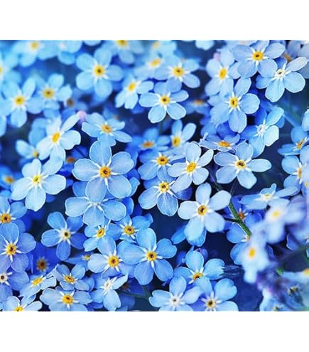 Blau Petromarula Pinnata Blumensamen zur Aussaat – Wildblume Mischung – Traditionssorte & ohne Gentechnik Samen Hausgarten