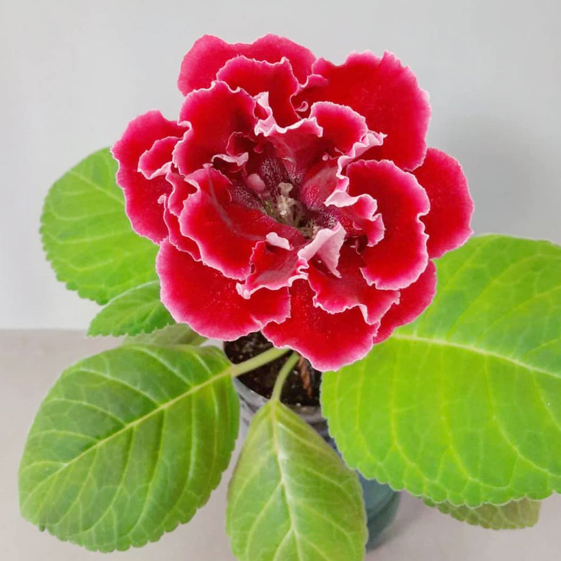Gloxinie Sinningia speciosa Blumensamen zur Aussaat für Innenräume Garten und Container