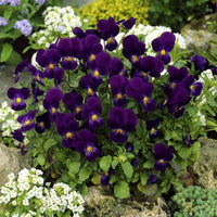 Henry Veilchen Veilchen x wittrockiana Blumensamen zur Aussaat Blume Beet und Container Garten