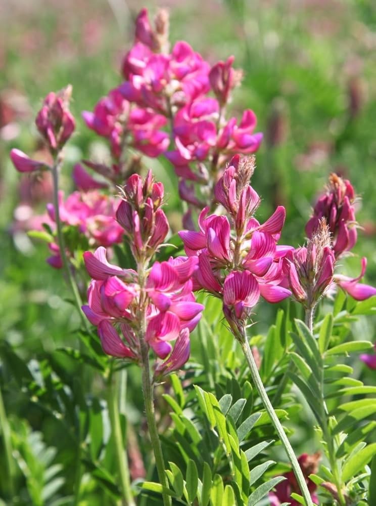 Traditionssorte Shoshone Blumensamen zur Aussaat farbenfroh Schau Traditionssorte & ohne Gentechnik Samen Hausgarten