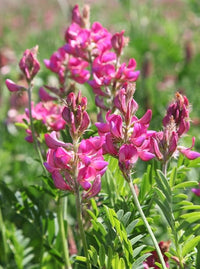Traditionssorte Shoshone Blumensamen zur Aussaat farbenfroh Schau Traditionssorte & ohne Gentechnik Samen Hausgarten