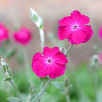Lychnis Rosette Blumensamen – Charming mehrjährig Clusters