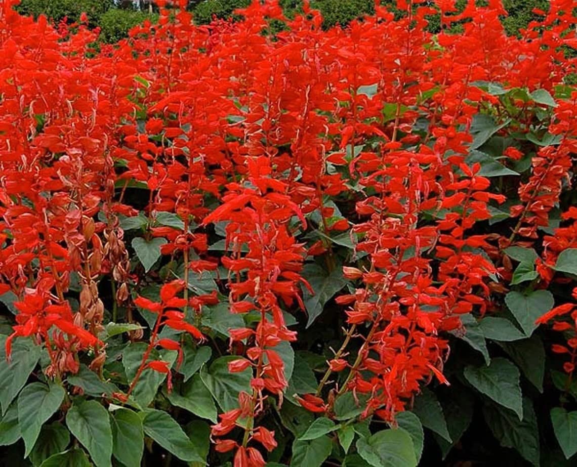 Salvia Sizzler Bordeaux Samen – Drought-Resistant mehrjährig Sage Blumen