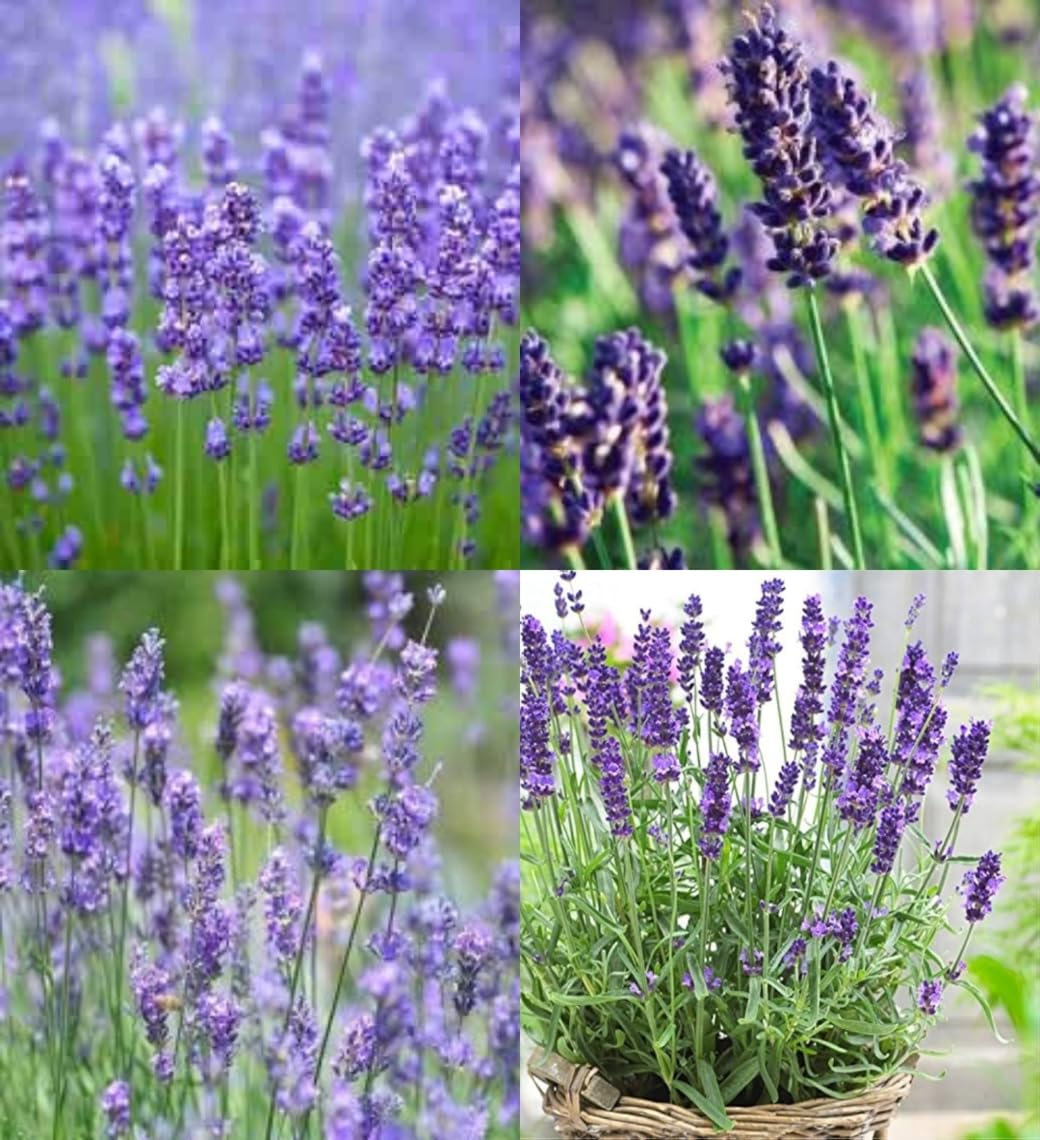 Violett Lavandula Angustifolia Blumensamen zur Aussaat leuchtend Blüten Traditionssorte & ohne Gentechnik Samen Hausgarten