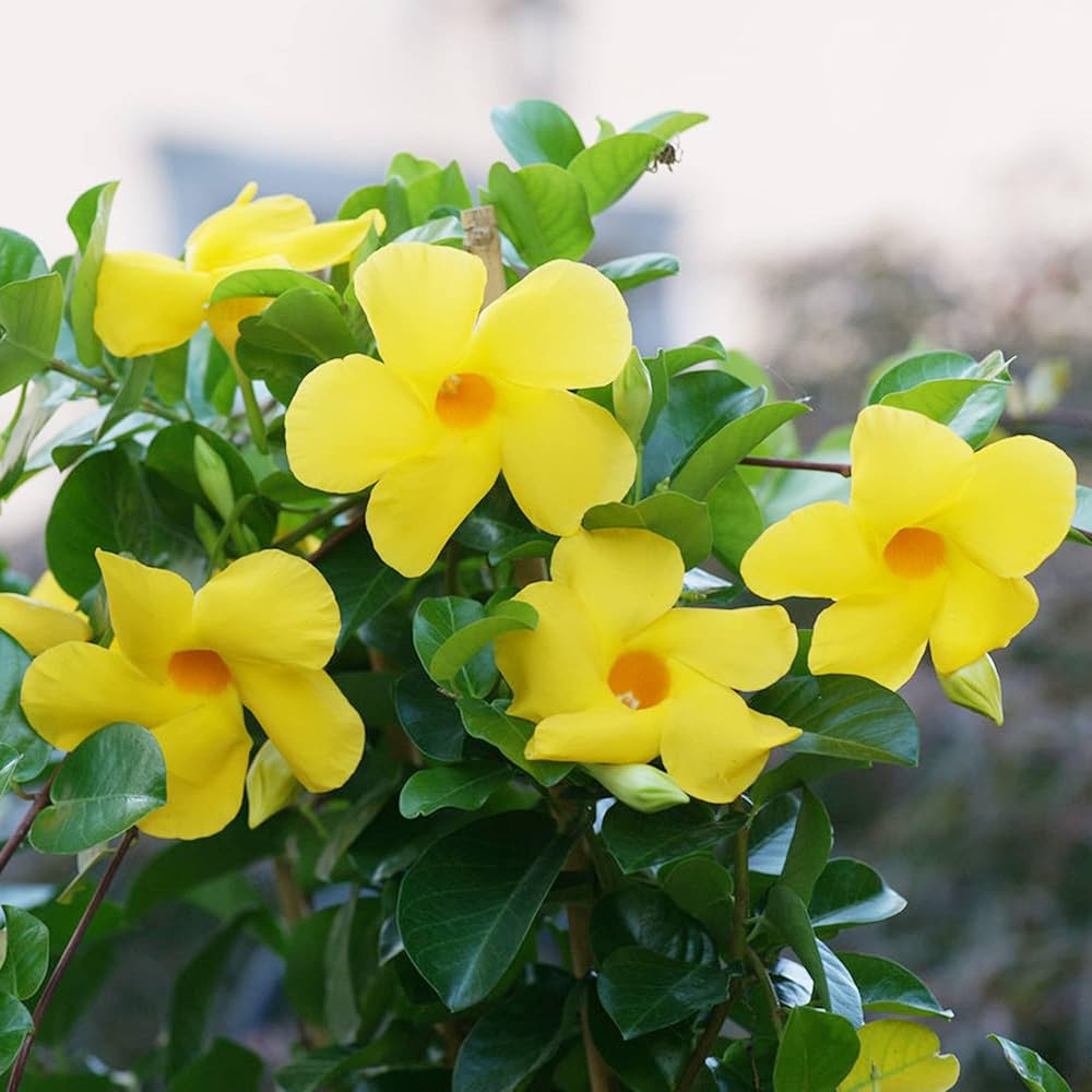 Gelb Mandevilla Blumensamen zur Aussaat – Landhaus Garten wichtig Traditionssorte & ohne Gentechnik Samen