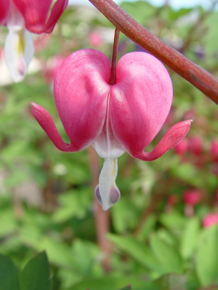 Bleeding Heart Dicentra Spectabilis Samen zur Aussaat Outdoor Garten Halbschatten Area