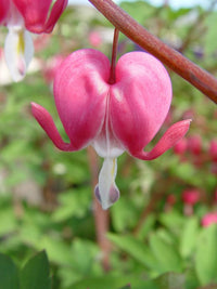 Bleeding Heart Dicentra Spectabilis Samen zur Aussaat Outdoor Garten Halbschatten Area