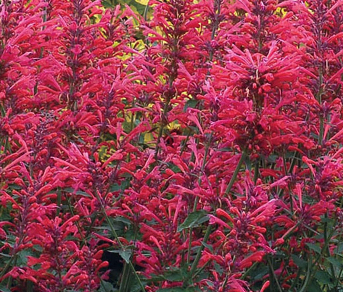 Agastache cana blume samen for anpflanzung - drought tolerant, heirloom & gmo free samen for home garten
 
 sale samen for home garten