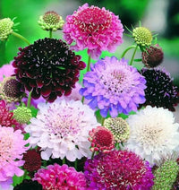 Pincushion Blume Scabiosa atropurpurea Samen zur Aussaat Hausgarten Blume Beet