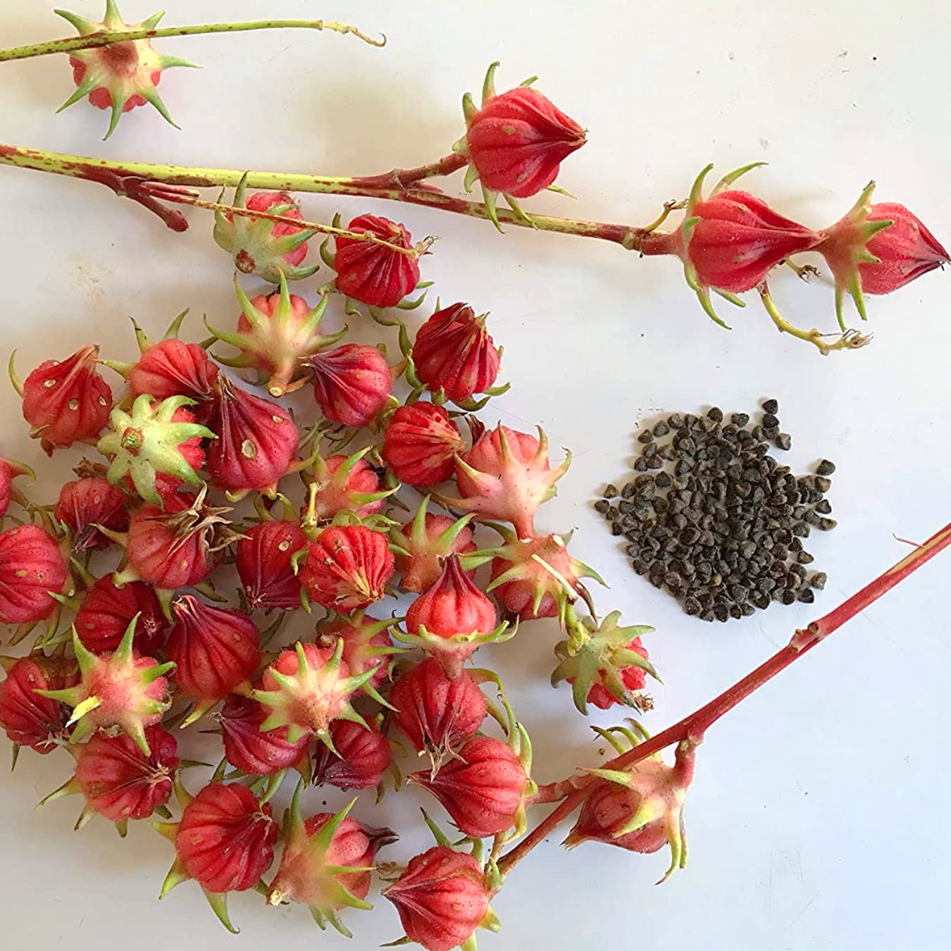 Roselle Hibiskus Sabdariffa Samen zur Aussaat Edible Garten Herbal Patch
