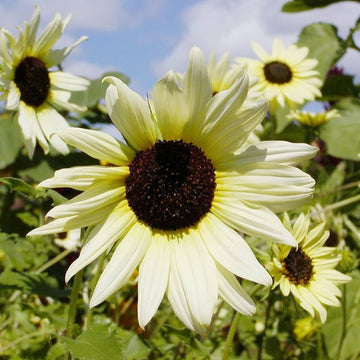 Vanilla ice sunflower long-lasting annual blume samen for beautiful gelb blooms