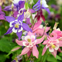 Akelei Samen – Viridiflora – mehrjährige Blumensamen