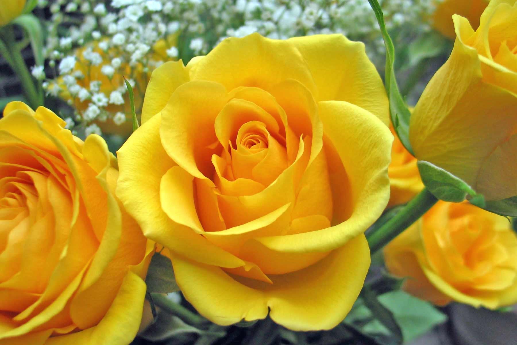 Marron Gelb Rose Blumensamen zur Aussaat lang Blüte Saison Traditionssorte & ohne Gentechnik Samen Hausgarten