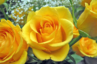 Marron Gelb Rose Blumensamen zur Aussaat lang Blüte Saison Traditionssorte & ohne Gentechnik Samen Hausgarten