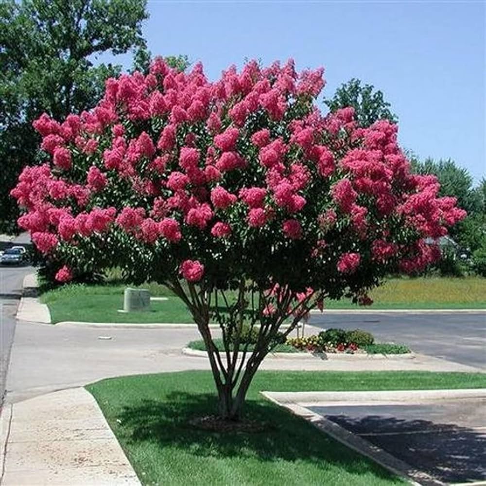 Crepe Myrtle Lagerstroemia Bonsai Blumensamen