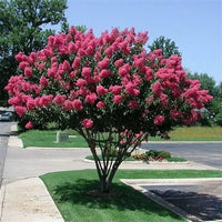 Crepe Myrtle Lagerstroemia Bonsai Blumensamen