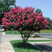 Crepe Myrtle Lagerstroemia Indica Samen zur Aussaat blühend Hedges Yard