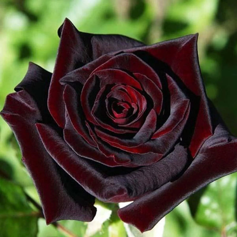 Rot und Schwarz Rose Blumensamen zur Aussaat – Wildblume Mischung – Traditionssorte & ohne Gentechnik Samen Hausgarten