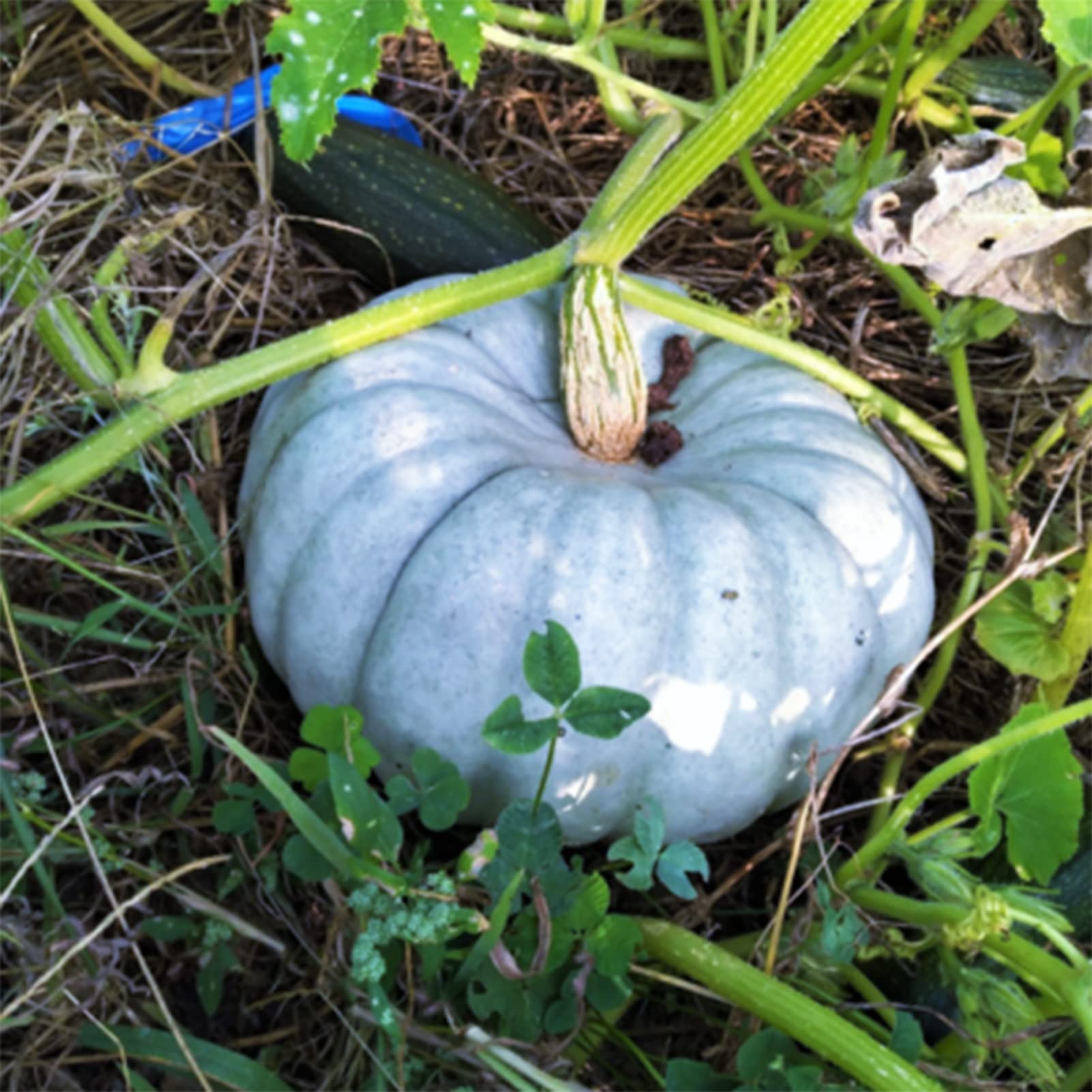 Blau Pumpkin Gemüsesamen für einfache Aussaat