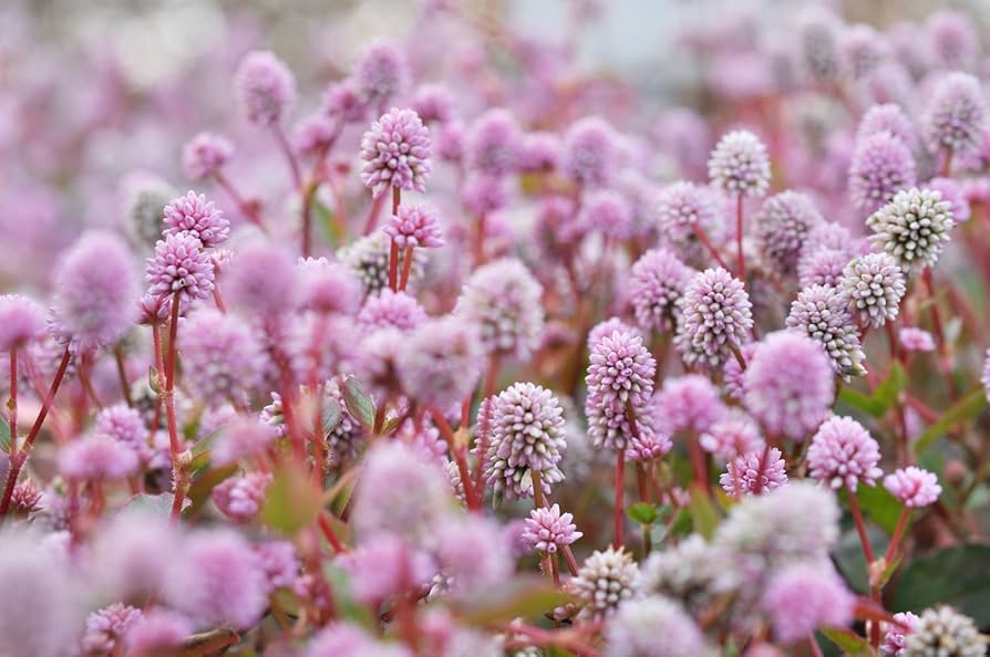 Polygonum Capitatum Blumensamen zur Aussaat pflegeleicht Traditionssorte & ohne Gentechnik Samen Hausgarten