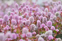 Polygonum Capitatum Blumensamen zur Aussaat pflegeleicht Traditionssorte & ohne Gentechnik Samen Hausgarten