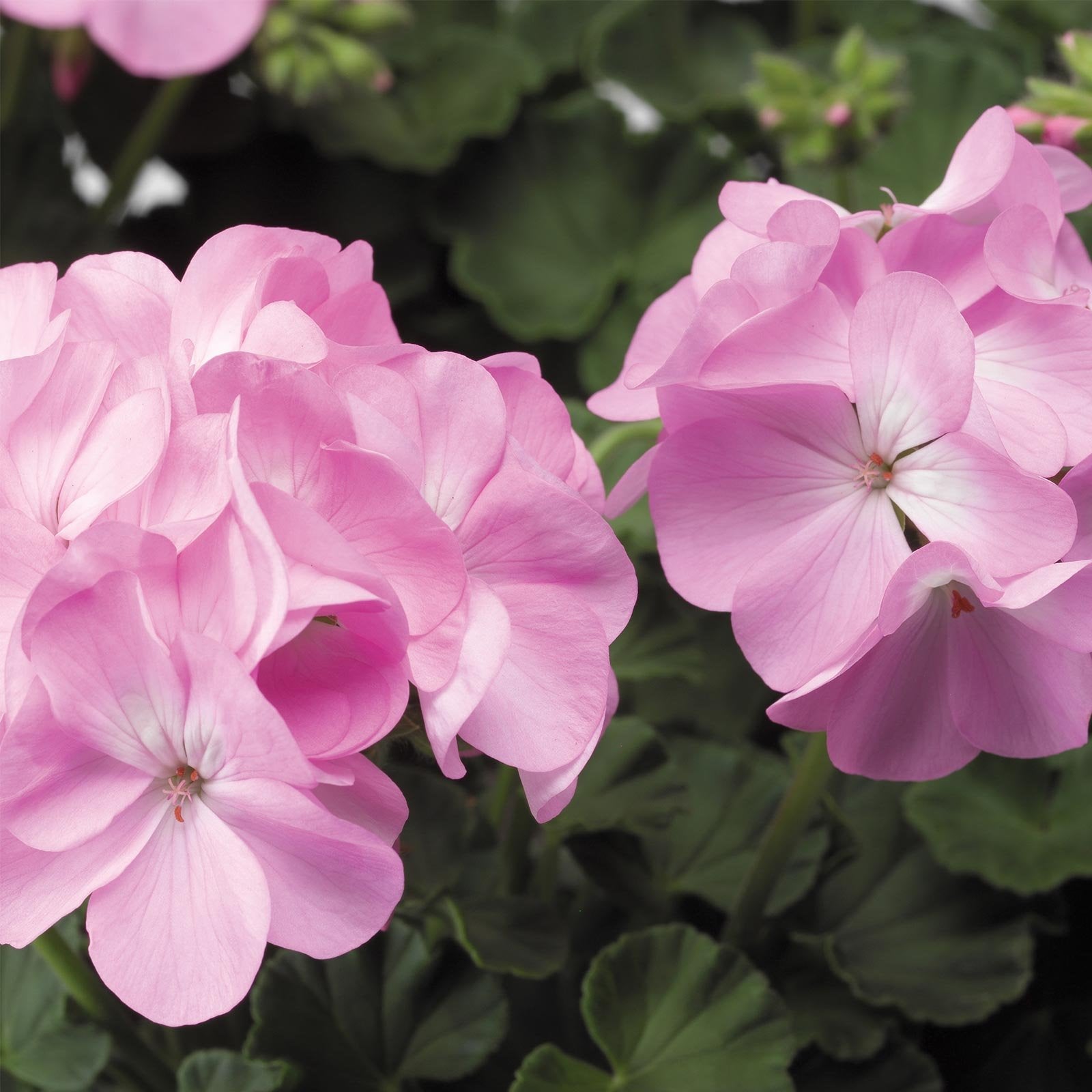 zart Rosa Geranie Blumensamen zur Aussaat – lang Blüte Saison – Traditionssorte & ohne Gentechnik Samen Hausgarten