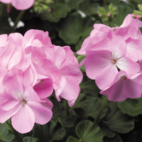 zart Rosa Geranie Blumensamen zur Aussaat – lang Blüte Saison – Traditionssorte & ohne Gentechnik Samen Hausgarten