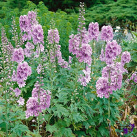Delphinium Elatum Rosa Mischung Samen zur Aussaat Blume Rabatten Hausgarten