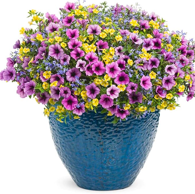 Calibrachoa petunia blume calibrachoa spp. for anpflanzung in blume bed