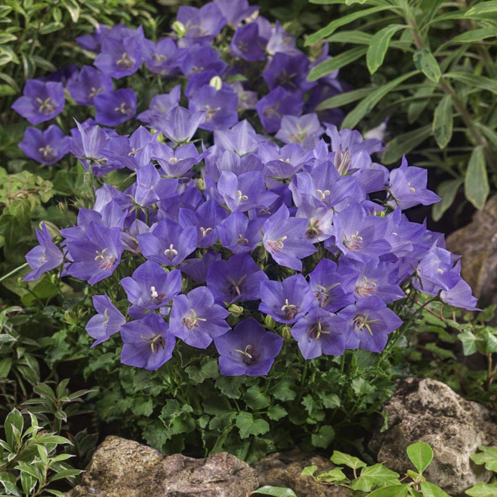 Bellflower Samen zur Aussaat Campanula Carpatica Blume Beet Stein Garten
