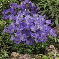 Bellflower Samen zur Aussaat Campanula Carpatica Blume Beet Stein Garten