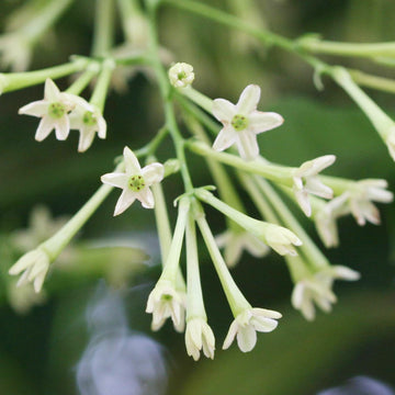 Night blooming jasmine cestrum nocturnum for anpflanzung in night garten