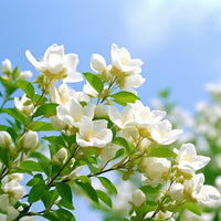 Arabian Jasmine Jasminum sambac Blumensamen zur Aussaat Garten