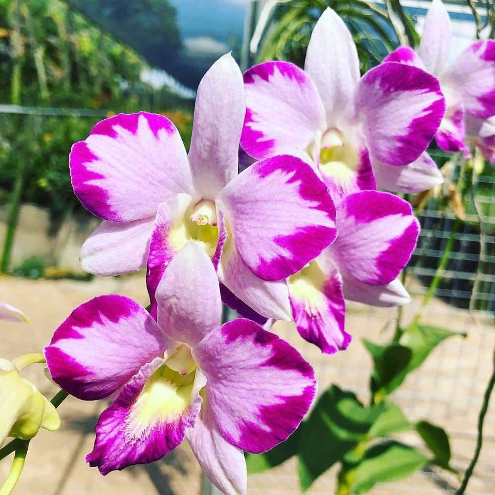 Rosa Weiß Orchidee Blumensamen – kompakt Wuchs Traditionssorte & ohne Gentechnik Hausgarten