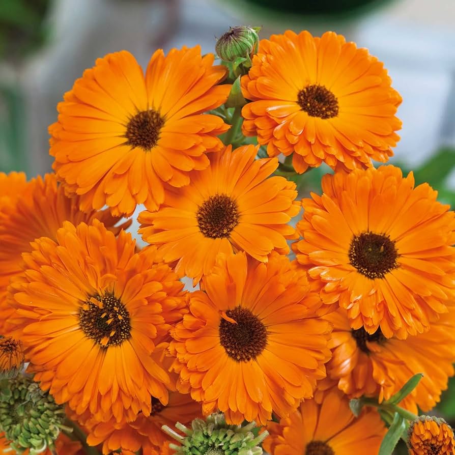 Calendula geishe girl for anpflanzung in blume bed