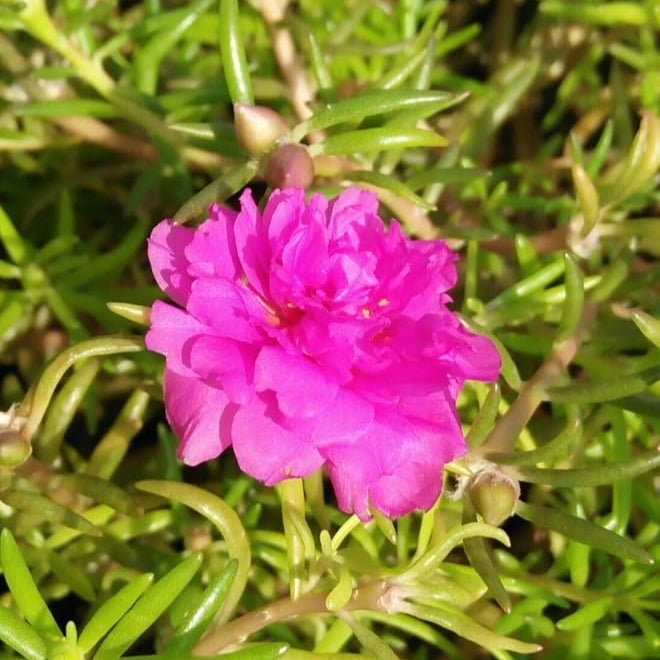 Rosa portulaca blume samen for anpflanzung - cut blume favorite, heirloom & gmo free samen for home garten
 
 sale for anpflanzung in home garten