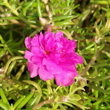 Rosa portulaca blume samen for anpflanzung - cut blume favorite, heirloom & gmo free samen for home garten
 
 sale for anpflanzung in home garten
