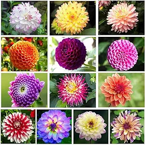 Mixed dahlia dahlia spp for anpflanzung in blume bed