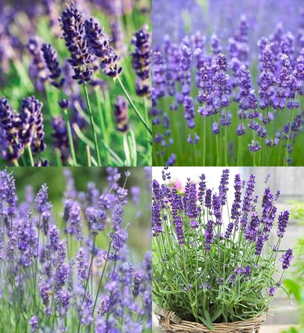Violett Lavandula Angustifolia Blumensamen zur Aussaat leuchtend Blüten Traditionssorte & ohne Gentechnik Samen Hausgarten