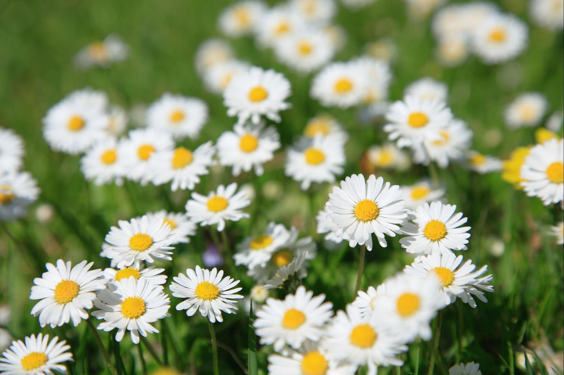 Pyrethrum Blumensamen zur Aussaat hochwertige Qualitäts- Traditionssorte & ohne Gentechnik Samen Hausgarten