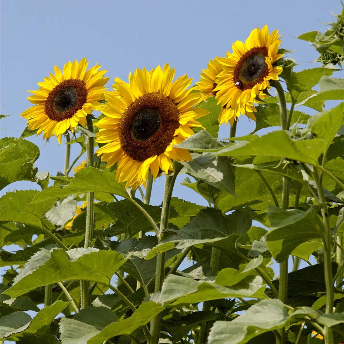 riesig Mongolia Sonnenblume Samen – hoch Blüten Garten Impact