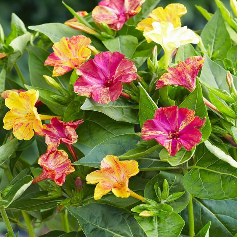 Gemischt Jalapa Blumensamen zur Aussaat Drought verträglich Traditionssorte & ohne Gentechnik Samen Hausgarten