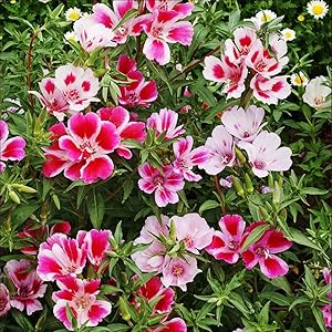 Farewell to spring samen for spring blumen