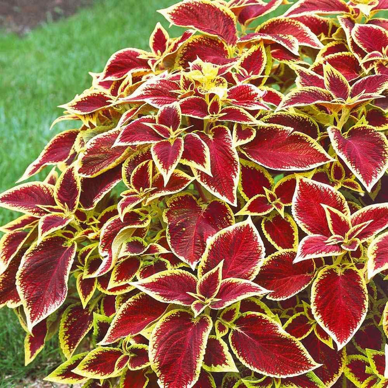 Rot gelb coleus blume samen for anpflanzung cut blume favorite heirloom & gmo free samen for home garten
sale samen for home garten anpflanzung
